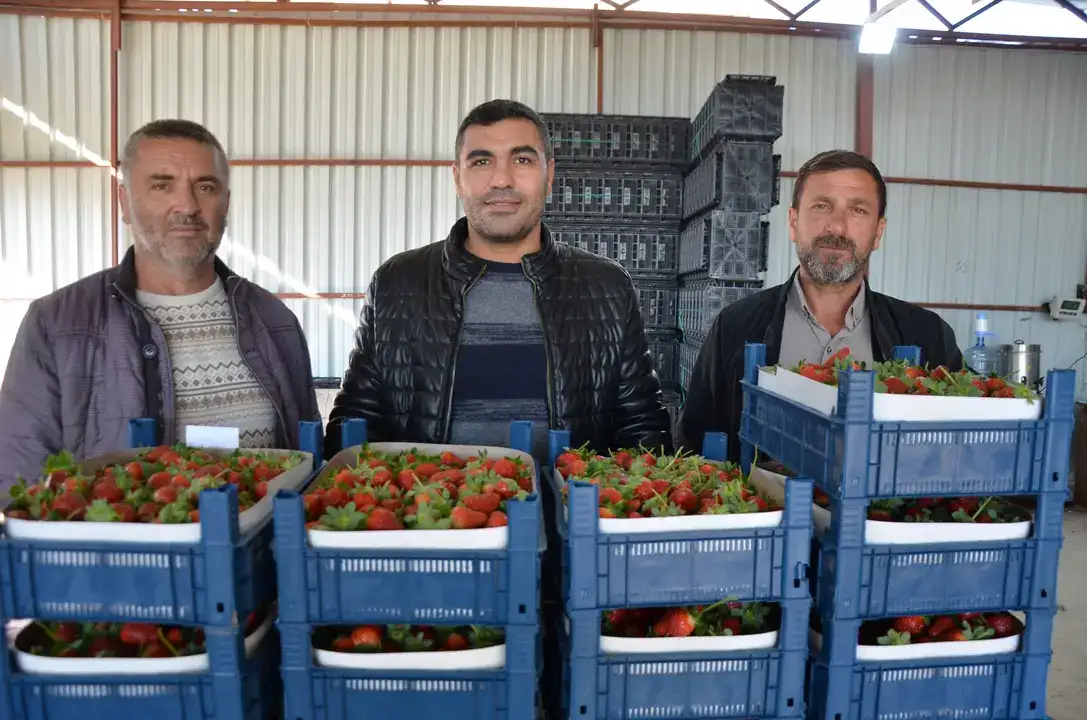 Serik’te Turfanda Çilek Hasadı Başladı 4